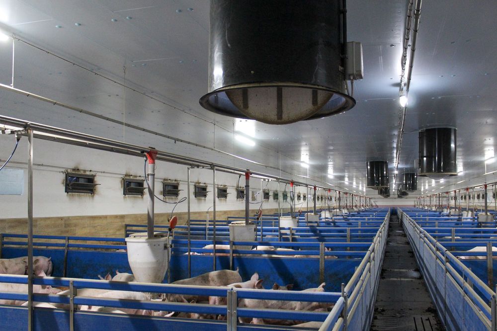 Ocieplenie do Obór Kurników Tuczarni Chlewni Hali Styrodur XPS AGRO