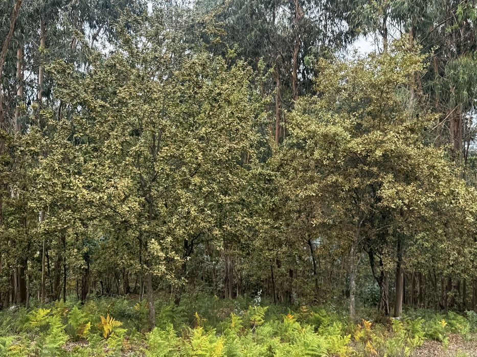 Vendo / troco terreno