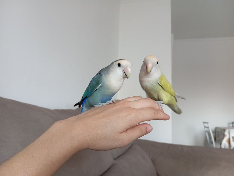 2 Agapórnis domésticados