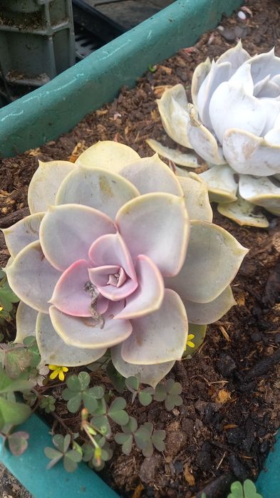 Suculentas echiverias