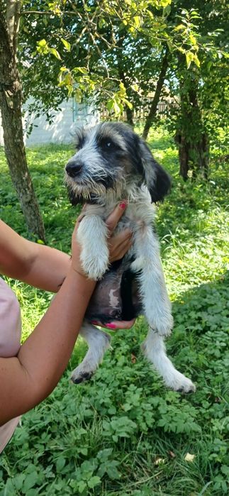 В добрі ручки собак