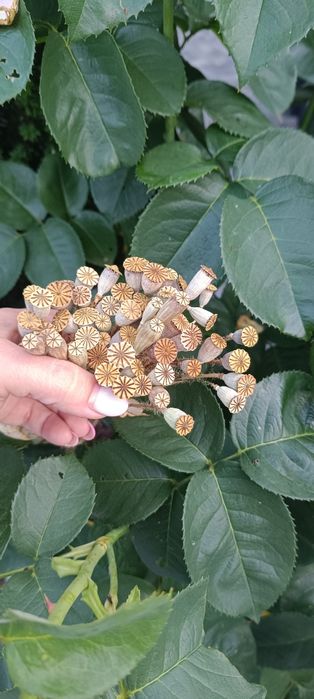 Makóweczki 50 sztuk