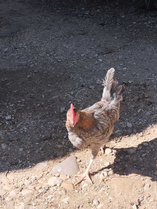 Casal de galinhas (Ovos Coloridos)