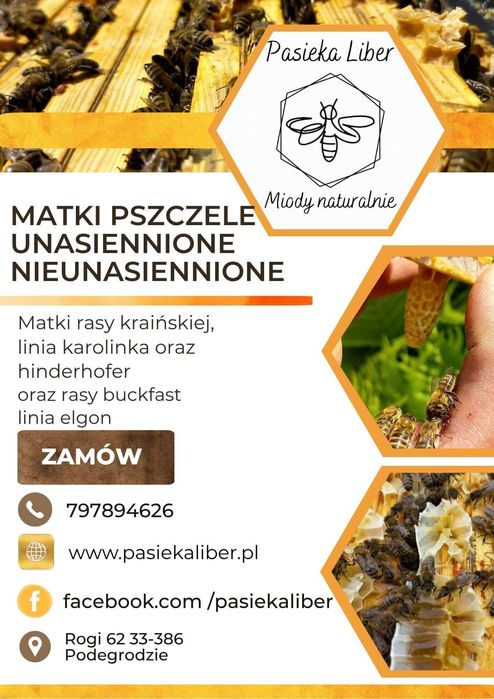 Matki pszczele krainka, łagodna, wysoka miodność, premium