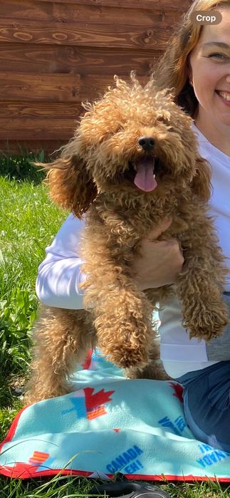 Вʼязка той пуделя, Тернопіль