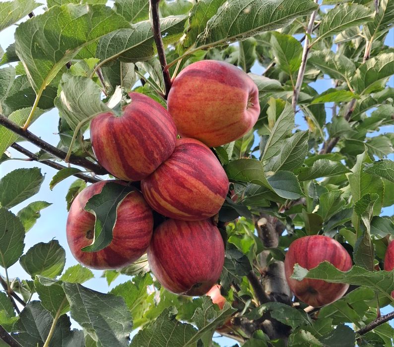 Jabłka z certyfikowanego gospodarstwa Ligol Gala Szampion