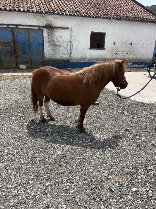 Ponei femea 1,20m