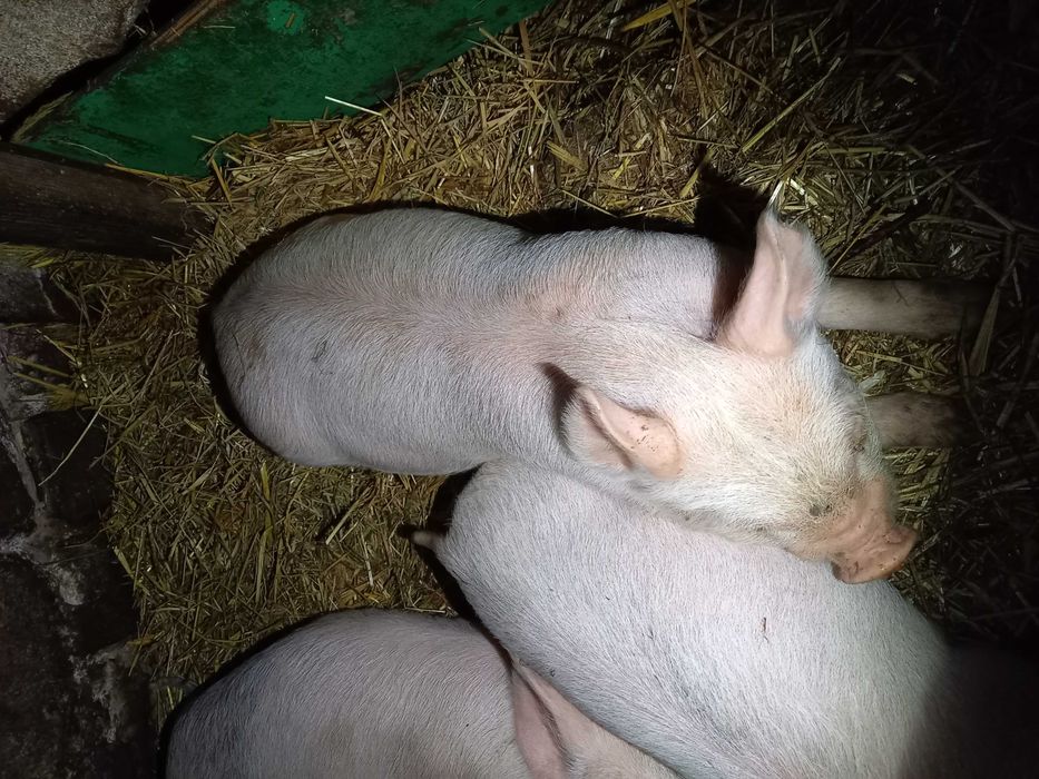 Продам домашних поросят