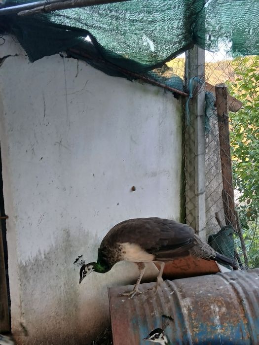 Pavões para venda machos e fêmeas