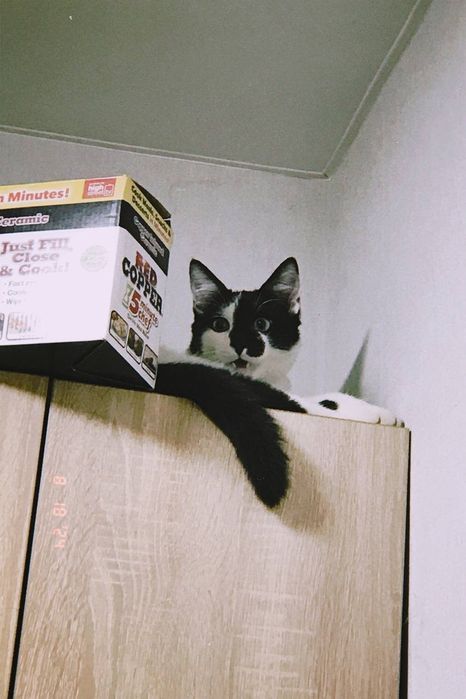 Ласкавий котик в добрі руки