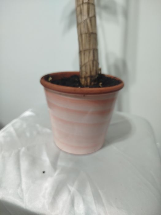 Planta do Brasil com vaso porcelana vidrado