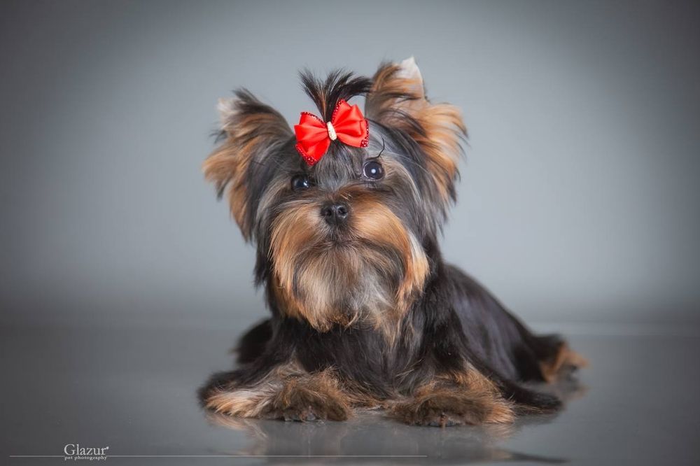 Професійний розплідник пропонує