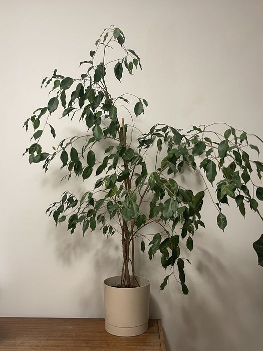 Fikus benjamina 140cm