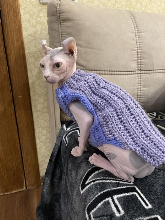 Дуже красиві кошенята Ельфи.