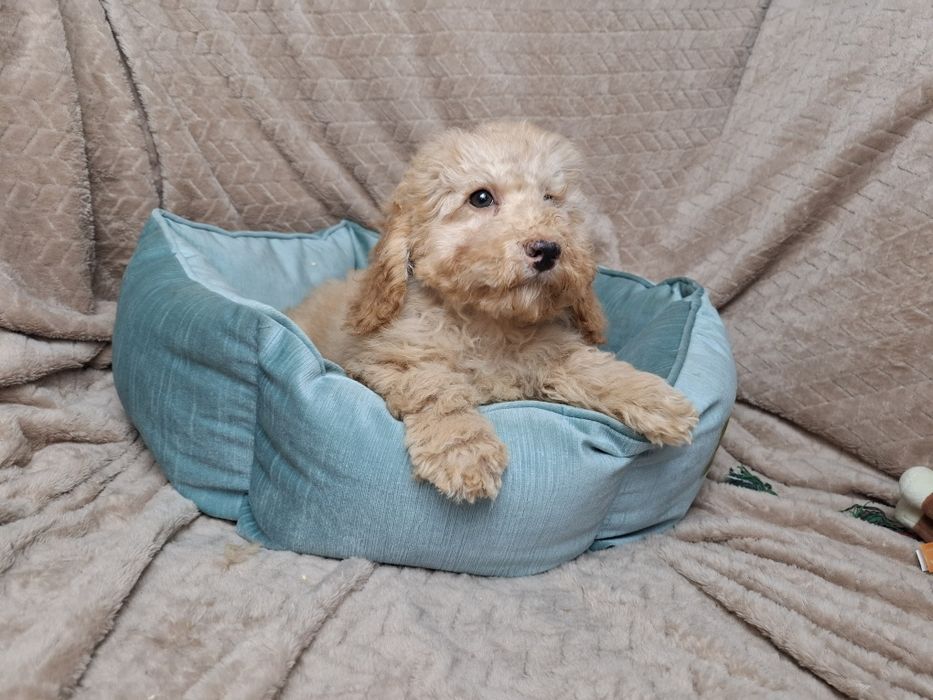 pudel miniaturowy piesek