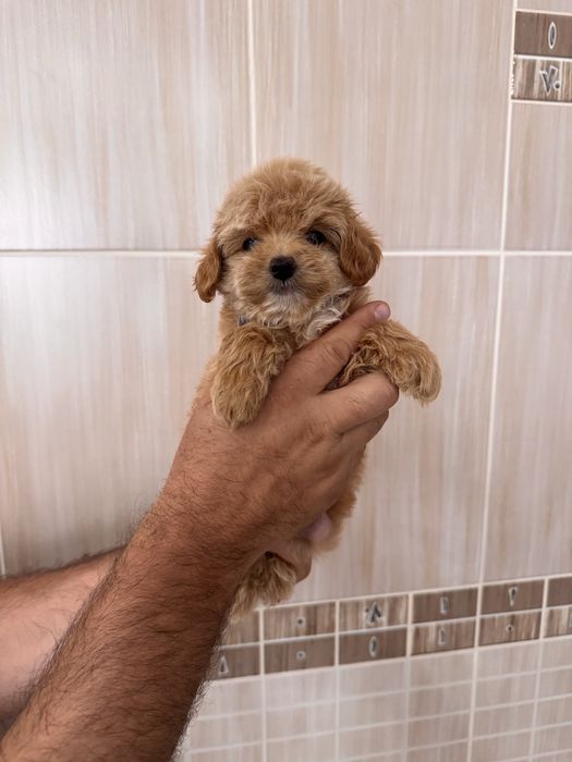 Хлопчики та дівчатка мальтіпу maltipoo