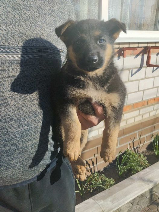Німецькоі́ вівчарки цуценята