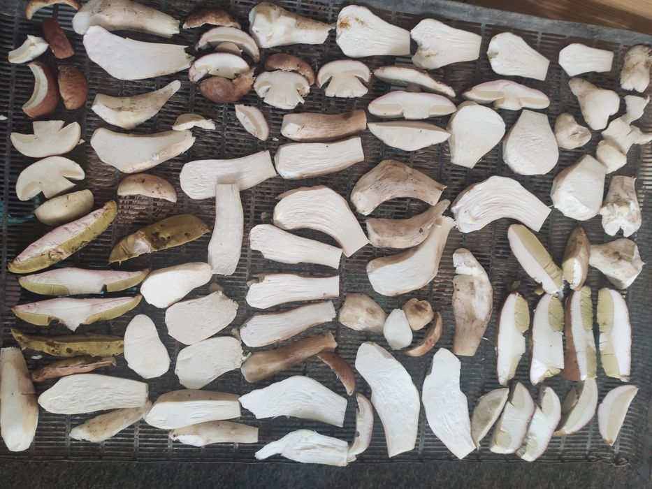 Білі сушені гриби 2025