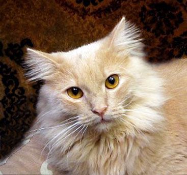 Котик СИМБА. Светло рыжий, пушистый, крупный.