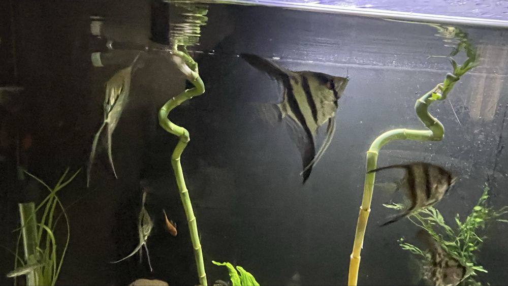 Vendo minha fauna , pedras tronco  e flora.