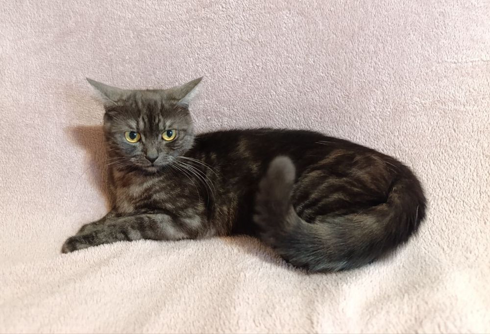 Шотландська кішечка