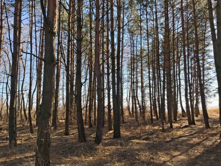 Продам дачу в оточені лісу в СТ "Супутник"