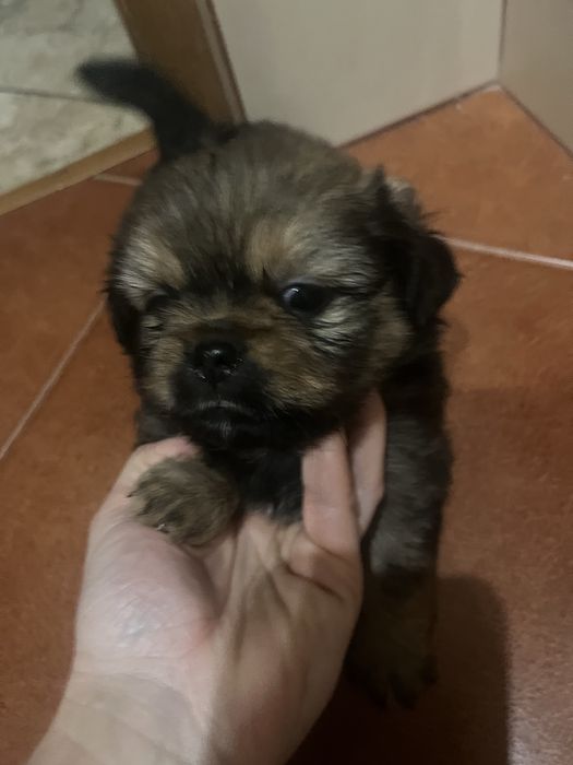 Цуценя , в добрі руки , мама пекінес