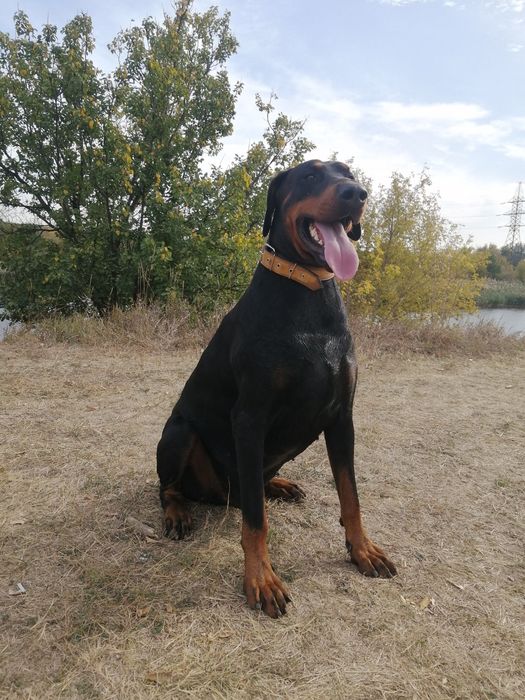 Доберман кобель, документы КСУ, для вязки