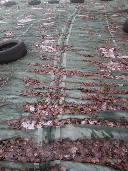 Sprzedam kiszonkę
