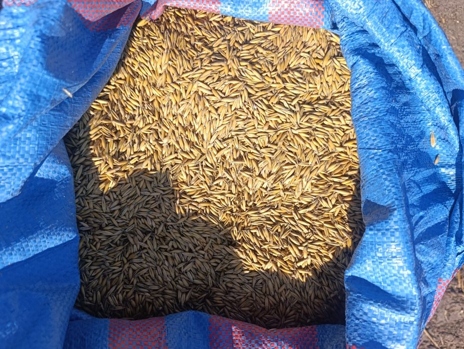 Sprzedam owies Bingo