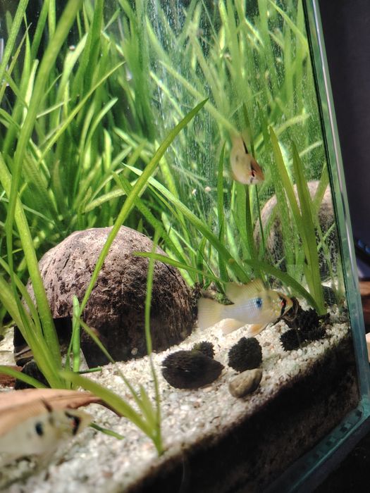 Ramirezis german blue