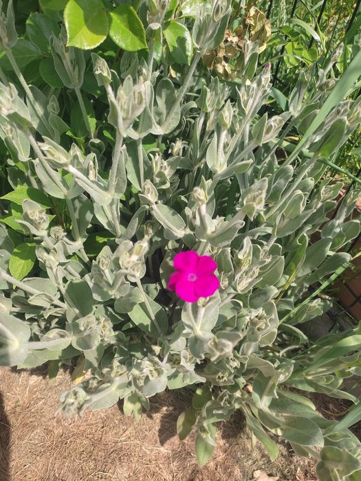 Firletka kwiecista omszona, sadzonki kopane z gruntu