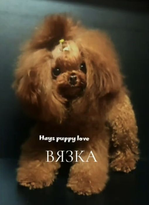 ‼️Беби фейс холка 18 см