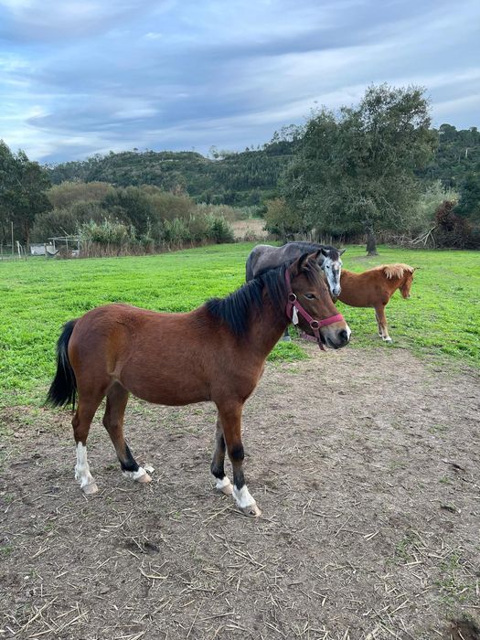 Cavalos para venda