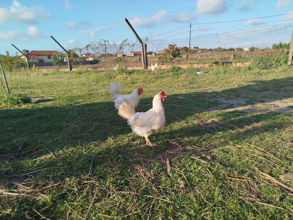 Ovos incubação leghorn white