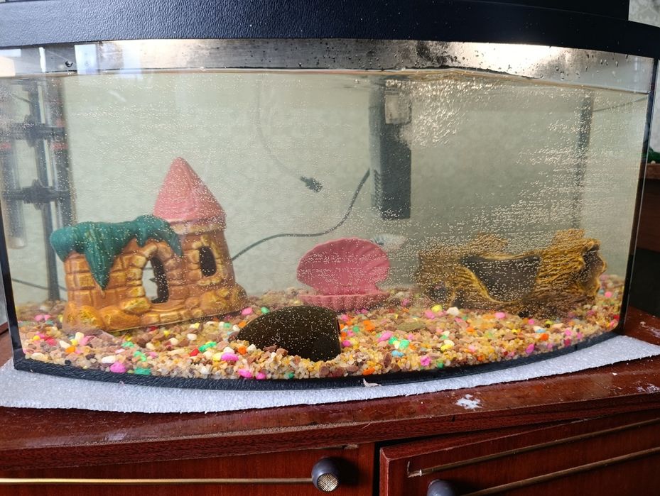 Продам Аквариум с животиной
