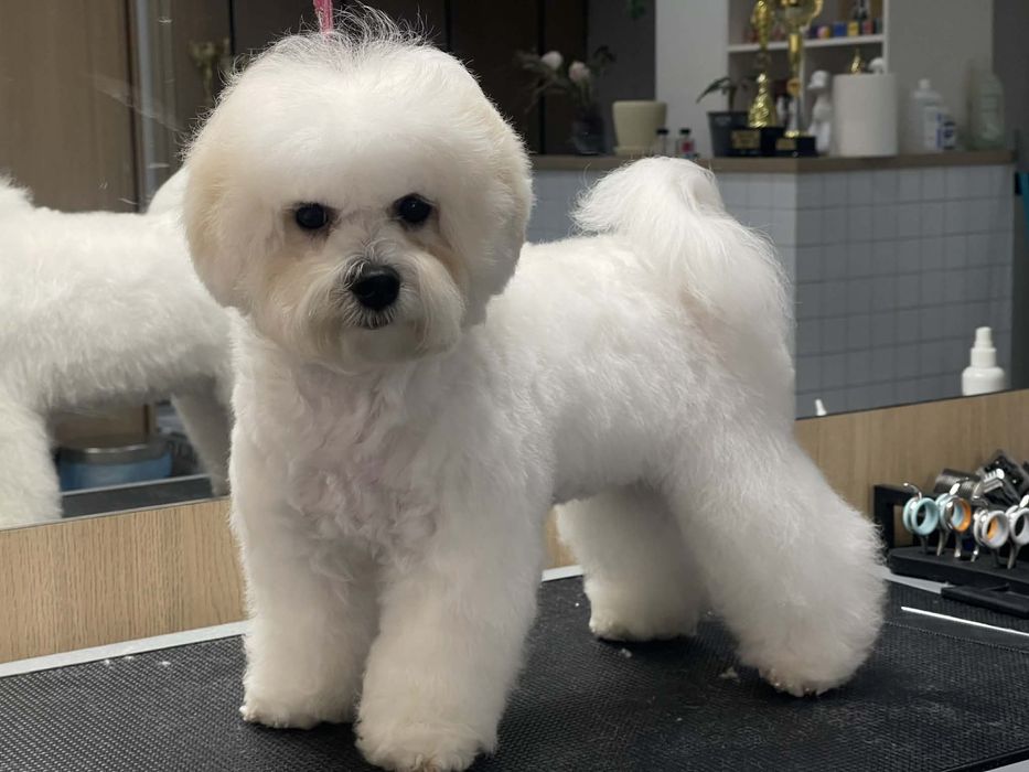 Бішон фрізе цуценята