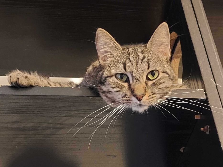 Do adopcji - bury kotek, który oswoił się na marne :c