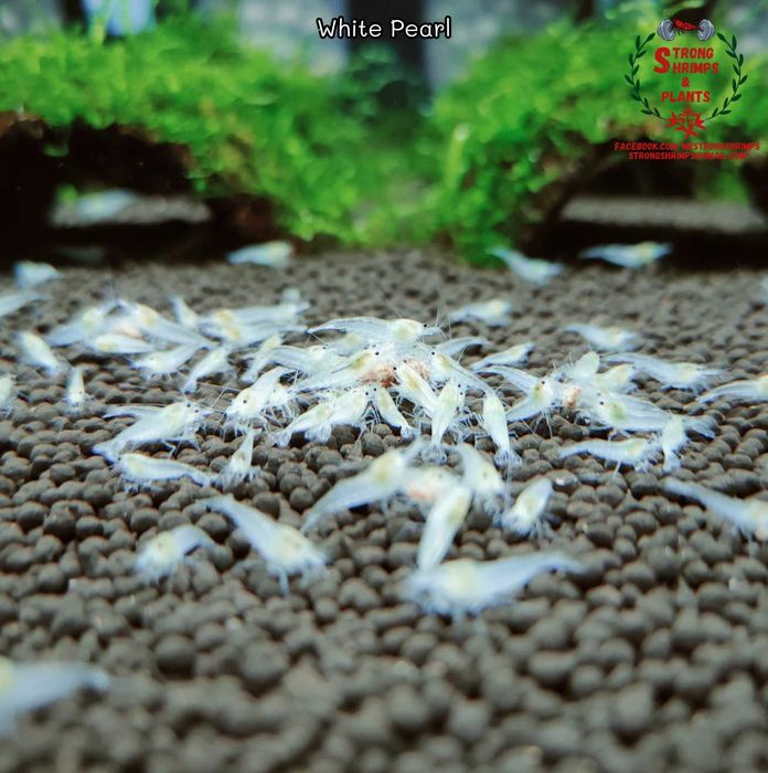 Krewetki Neocaridina White Pearl woda kranowa ZAMIANA GRATIS PROMOCJA