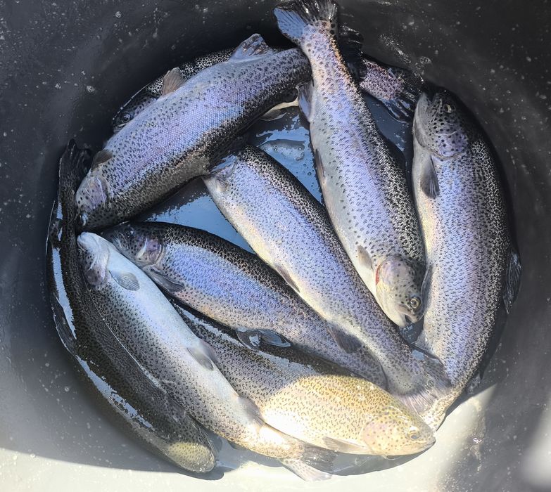 Pstrąg tęczowy żywy
