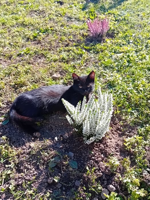 Кошеня Безкоштовно!