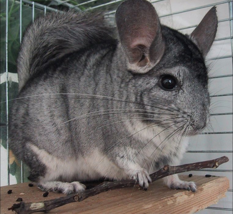 Пухнастий шушаШиншилка