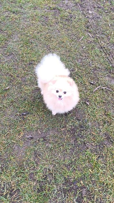 Pomeranian Szpic miniaturowy