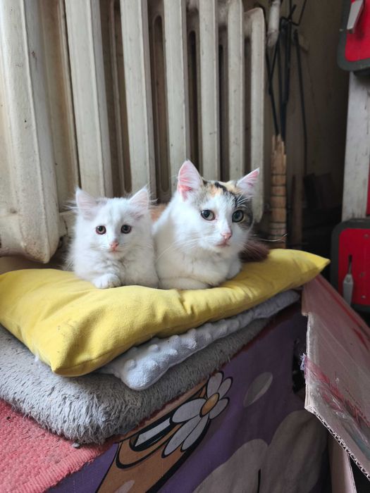 Киця в добрі руки