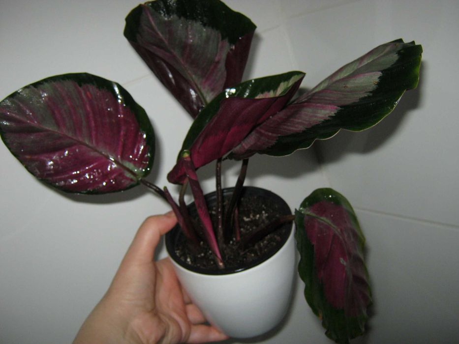 домашние калатея разные сорта