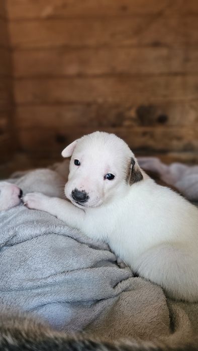 Pięcioro szczeniąt szuka domu.  Oddam w dobre ręce.
