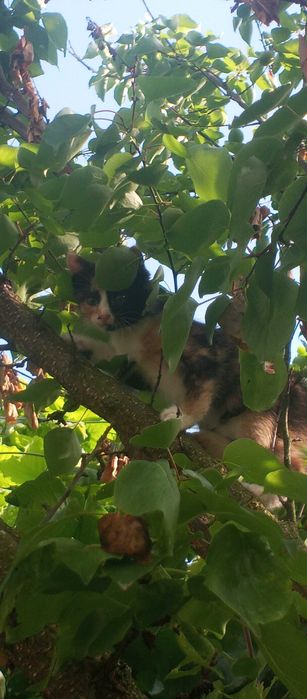 Віддам кицю у добрі руки