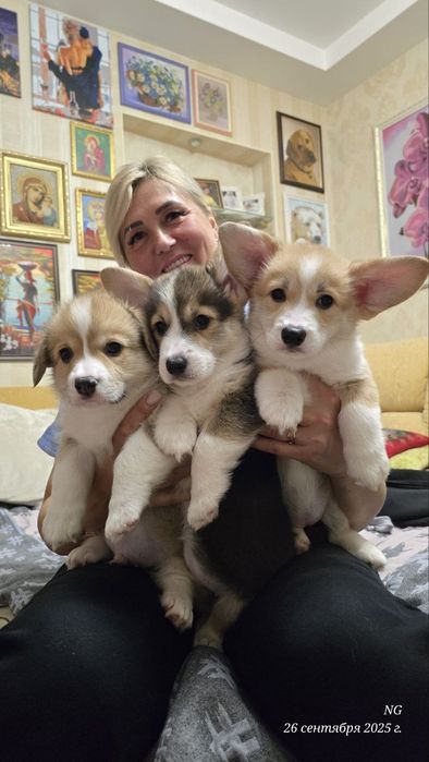 Щенки Вельш-корги милые и весёлые. Одесса