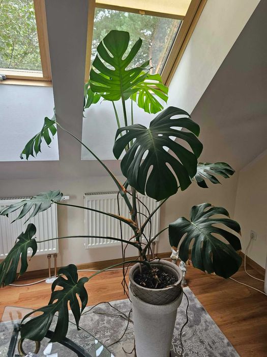 Kwiat Monstera Duża