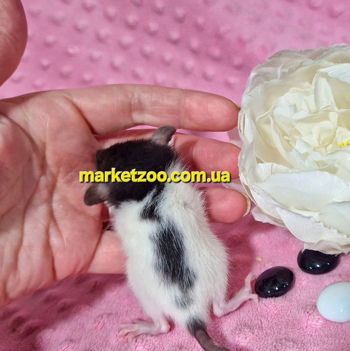 Щурик капюшончатий,щуренята,крысята,крыски,криски,крысы,криси